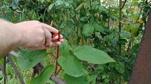 Прививка киви методом черным в зелёное.