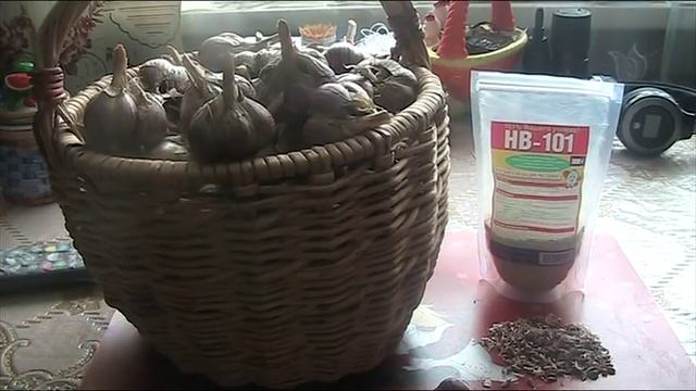 Посадка озимого чеснока весной!!!//Секреты хороших урожаев. смотреть онлайн