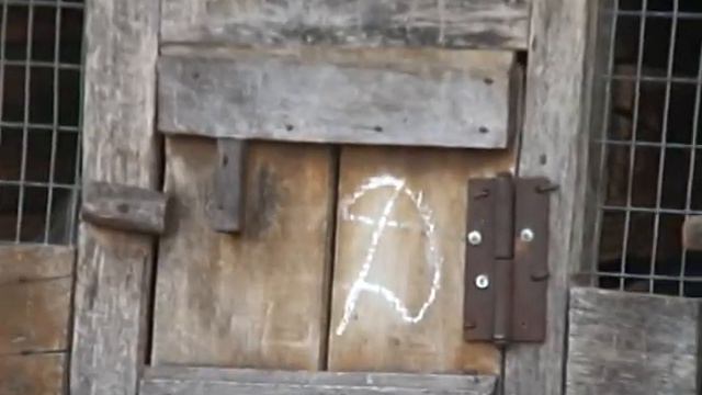 кролики.mpg смотреть онлайн