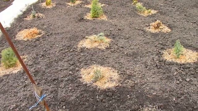 КОГДА ПЕРВЫЙ РАЗ УДОБРЯТЬ ВЕСНОЙ. смотреть онлайн