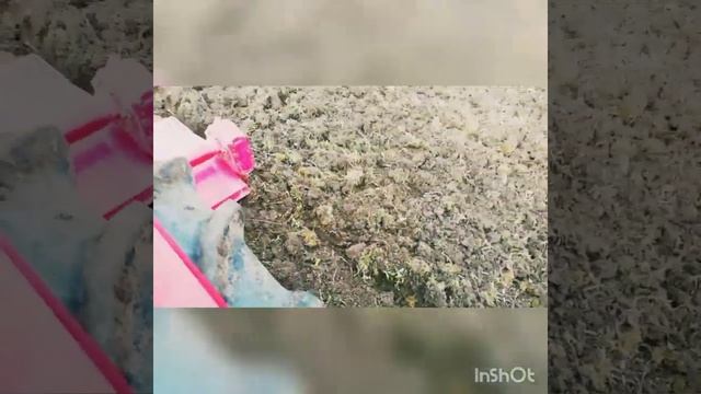 Создадим газон под ключ. Цена от 8000 рублей за сотку смотреть онлайн