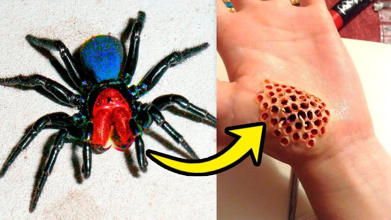 8 Самых Ядовитых Пауков в Мире смотреть онлайн