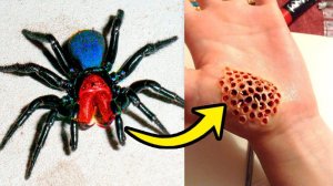 8 Самых Ядовитых Пауков в Мире