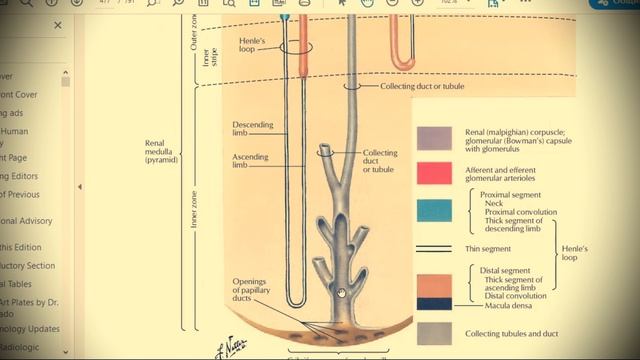 Анатомия с АВ. Почки, мочеточник, мочевой пузырь и мочеиспускательный канал. смотреть онлайн