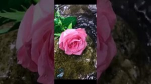 Валентина Толкунова. Сердце моё не камень.