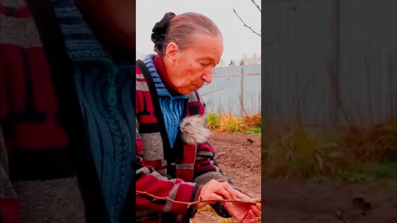 что такое прирост на дереве смотреть онлайн