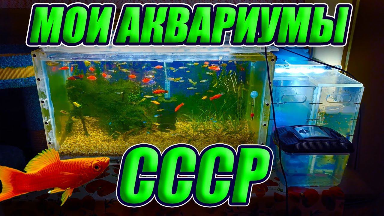 Мои аквариумы СССР, которым более 50 лет смотреть онлайн