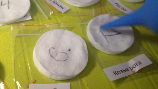 Выращивание перцев. Часть 1: Замачивание семян смотреть онлайн