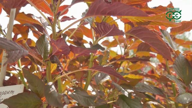 Сухоцветы - секреты выращивания смотреть онлайн