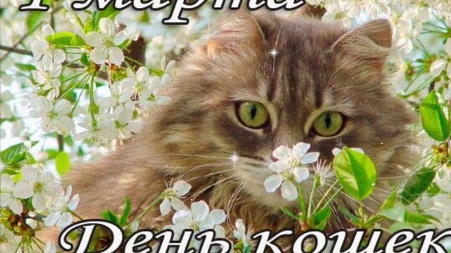 Всемирный день кошек!Замурчательное поздравление с днем кошек.Красивая музыкальная открытка.