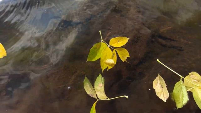 Ловля щуки осенью на спиннинг с берега смотреть онлайн