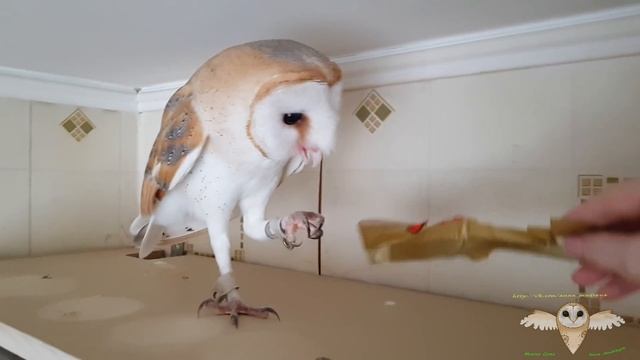 Barn owl cat. Сипуха кошка смотреть онлайн