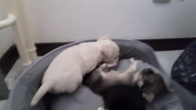 6 playful chihuahua puppies. They are 1 month old. 6 장난기 넘치는 치와와 강아지. 생후 1 개월입니다. 6 štěňátek čivavy смотреть онлайн