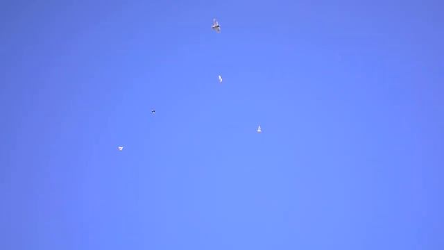 БУСЫЕ смотреть онлайн