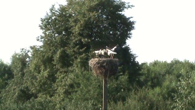 Аисты смотреть онлайн