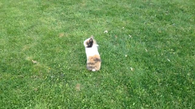 Lapin toy Les aventures de Lapinou!! Rencontre avec les moutons смотреть онлайн