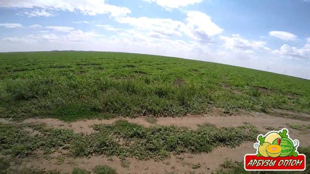 Про арбузы 06 07 2015 смотреть онлайн