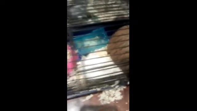 Стеша ели вышла из домика , Чип леняет , почему Стеша ещё не родила ?? смотреть онлайн