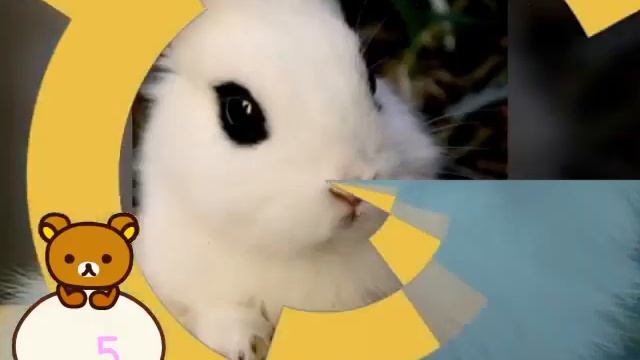 Топ 10 красивых и няшных животных)! смотреть онлайн