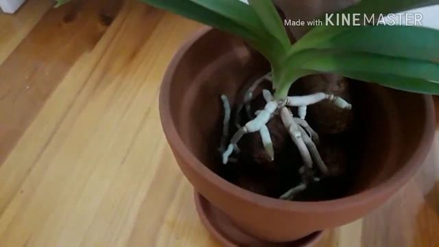 Как посадить ванду в пробки.. Пересадка орхидеи ванда. смотреть онлайн