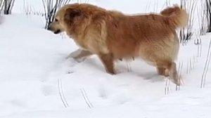 Заяц ты меня слышишь слышу слышу прикол.