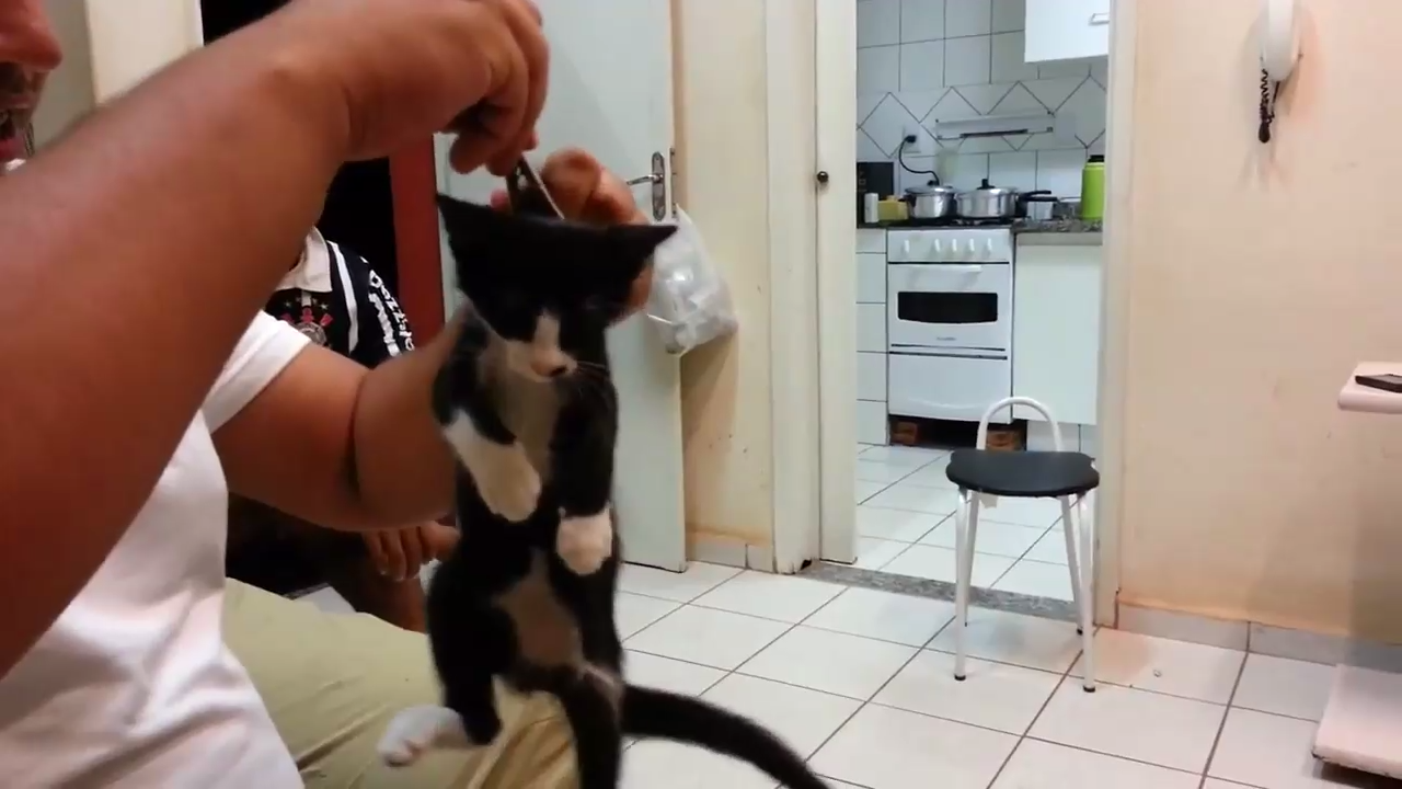 Как уложить котенка спать смотреть онлайн