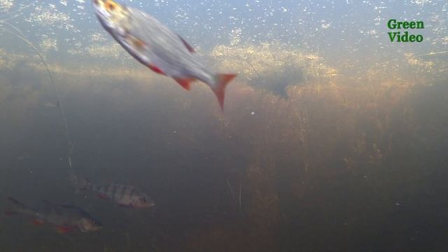 Wild Aquarium 10. European perch/Речной окунь/Perca fluviatilis. Music by Ludub Ochirov. Green Vide смотреть онлайн