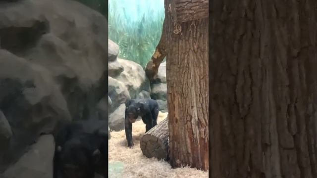 Казанский зоопарк🐘🐼 смотреть онлайн