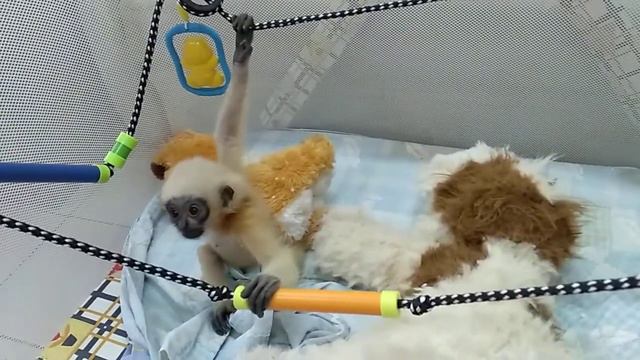 Гиббон Варя в манеже. Пензенский зоопарк. смотреть онлайн