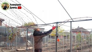 Обрезка и формировка  винограда на беседке.