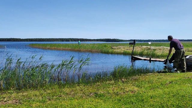 Обучение спаниеля (Аля): Подача с воды. смотреть онлайн