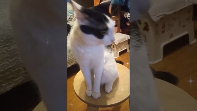 У Вас Августянка - скоро август. У Марсика день рождения. #кот #cat #питомцы #милота #лето2023 смотреть онлайн