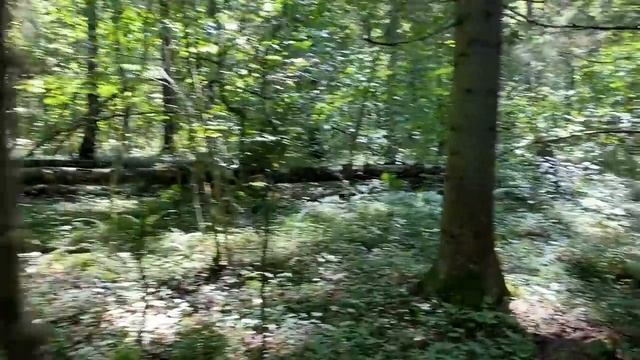 08.08.2021 - Всё заброшено/ На разведку в лес смотреть онлайн