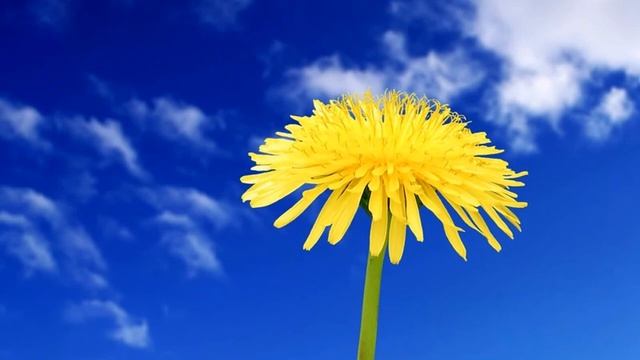 Окружающий мир "Одуванчики" смотреть онлайн