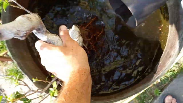 Ficus tępy bonsai-przesadzanie смотреть онлайн