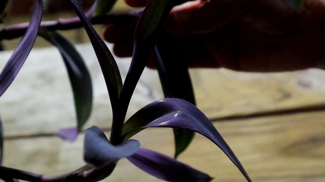 Easy Houseplant - Purple Heart Plant - Tradescantia pallida - Roots & Grows Easily & You Get Blooms смотреть онлайн