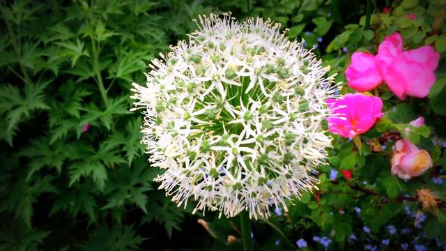 British Spring Blossoms - Allium White Giant (Stipitatum) #allium #stipitatum #whitegiant #gardenin