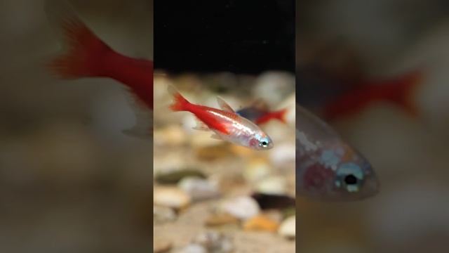 Самые популярные виды неонов смотреть онлайн