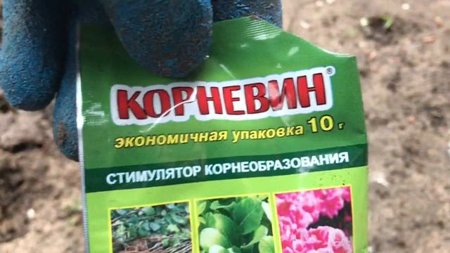 Самый Простой способ размножить тую и хвойные, корневин для размножения туй / дневник садовода смотреть онлайн