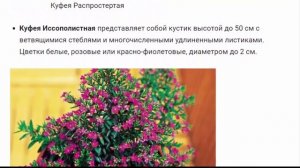 Куфея Растения для дома и сада
