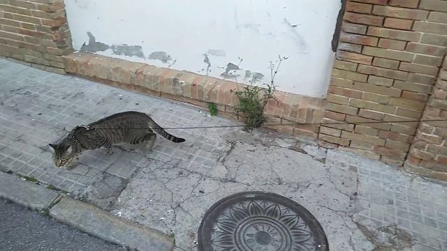 Как выгуливать кота на поводке смотреть онлайн