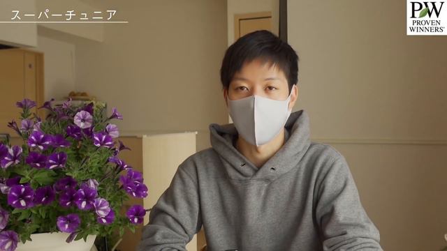 ペチュニア品種と選び方・雨や病気に強い品種、よく咲く品種【サフィニア・スーパーチュニアなど】 смотреть онлайн