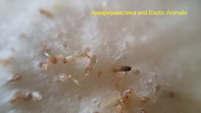 Рождение сверчка / Банановый сверчок / The birth of cricket смотреть онлайн