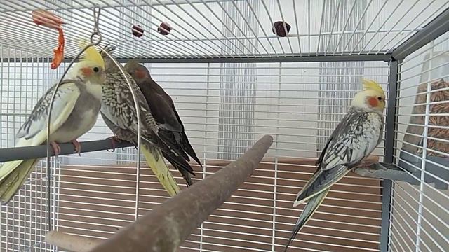 Разведение. Каким разведением вы смогли бы заниматься? смотреть онлайн
