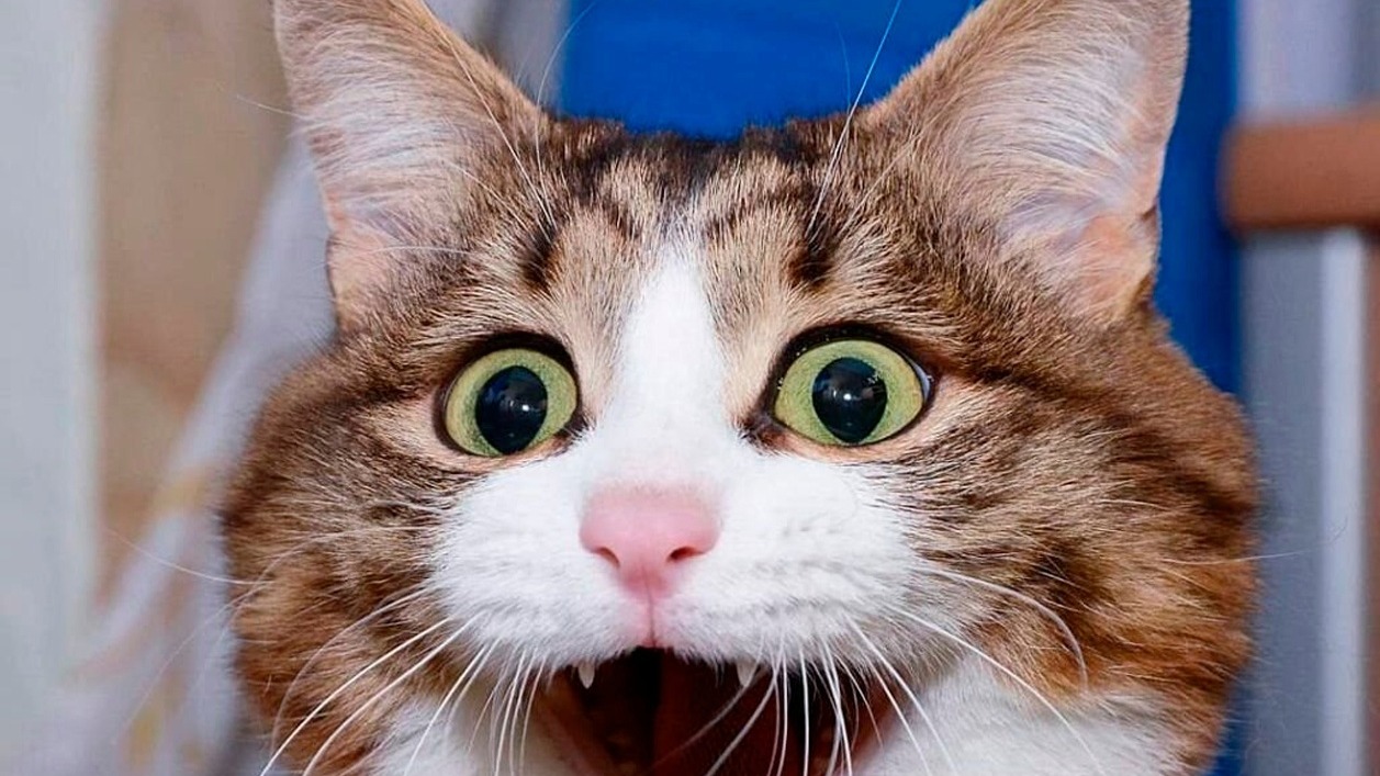 танки блитц