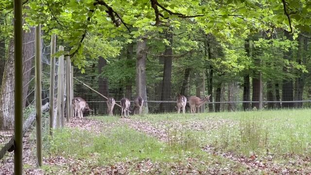 Ограничение наличных выплат для беженцев в Германии