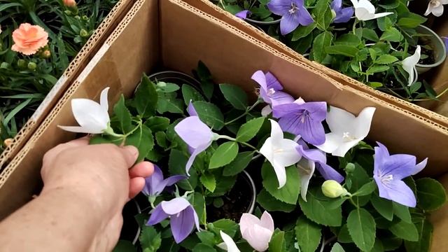 Оптовый цветочный рынок Краснодар цены смотреть онлайн
