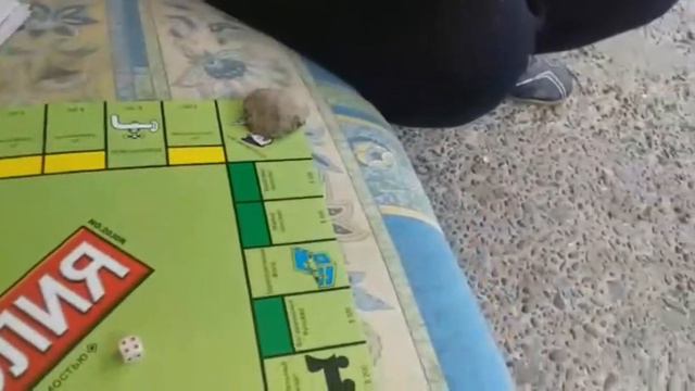 Ənvərlə monopoly oynadiq (Sizcə kim qazandi?) смотреть онлайн