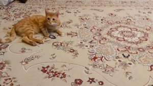 ПРИКОЛЬНЫЙ КОТ СИМБА.