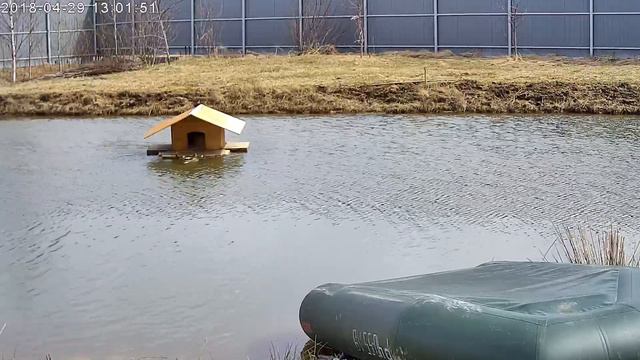 Утка села на гнездо смотреть онлайн
